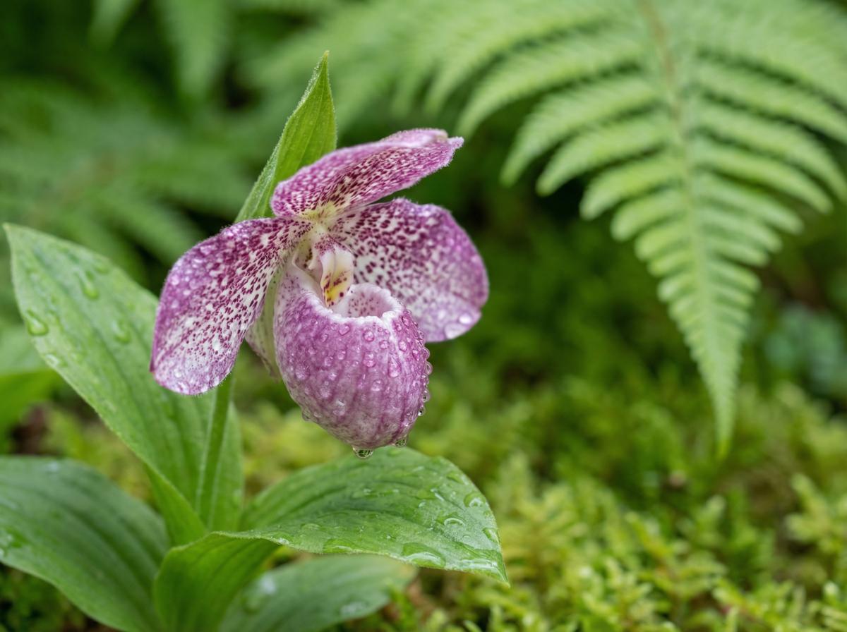 小马拉大车植物短视频